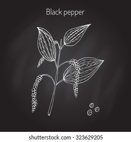 Black Pepper plant. Vector illustration