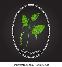 Black Pepper plant. Vector illustration