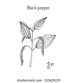 Black Pepper plant. Vector illustration