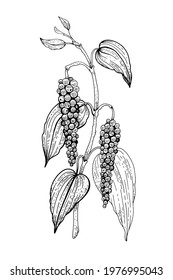 Black pepper plant vector. Peppercorn vintage illustration. Spice sketch. Line black pepper planr with leaf and seed. Hand drawn botanical art. Isolated on white background. Etching food pattern