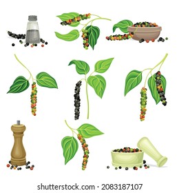 Black pepper plants set. Natural organic herb spice vector illustration