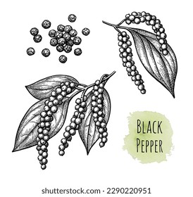 Black pepper seasoning. Plants with peppercorns. Hand drawn ink sketches set. Vintage style.