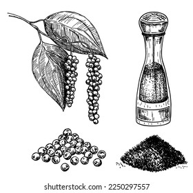 Ilustración vectorial del juego de pimienta negra. Un montón de pimienta, molino, semillas secas, planta, polvo de tierra. Esbozo pintado de vintage de especias. Acondicionamiento de ingredientes herbales, aroma culinario y culinario.