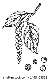 Black pepper (Píper nígrum), spice for the kitchen, branch with ripening fruits, black and white outline drawing, vector.