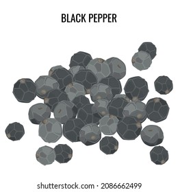 Black pepper. Spices. Dried peppercorns, a universal spice for cooking and world cuisines. Classic ingredient of French herb blend. Vector