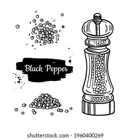 Black pepper transparent mill. Peppercorn heap, grounded powder, dryed seed, plant. Vintage hand drawn vector sketch illustration.