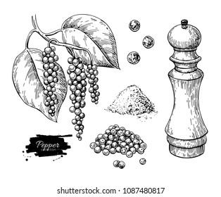 Black pepper vector drawing set. Peppercorn heap, mill, dryed seed, plant, grounded powder. Vintage hand drawn spice sketch. Herbal seasoning ingredient, culinary and cooking flavor.