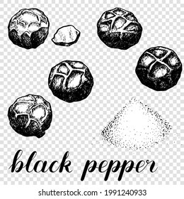Black pepper vector illustration. Spices. Pepper ground. Powder. Black and white on a transparent background. Coloring book