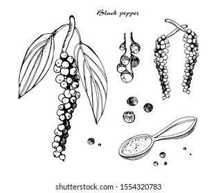 Black pepper vector illustration.Vintage ink hand drawn pepper, isolated on white background.Sprig of pepper with leaves, ground pepper.Botanical illustration.