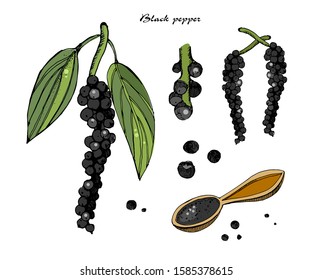 Black pepper vector illustration.Vintage ink hand drawn pepper, isolated on white background.Sprig of pepper with leaves, ground pepper.Botanical illustration.