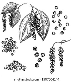 Black pepper vector set. Peppercorn heap, dried seed, plant, grounded powder. Hand drawn spice sketch. Herbal seasoning ingredient, culinary and cooking flavor. For template label, packing design