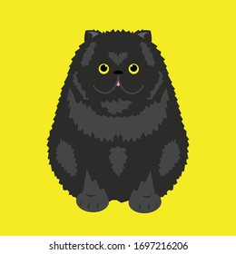  Black Persian cat , Sitting in front of yellow background