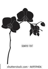 black phalaenopsis orchid vector illustration