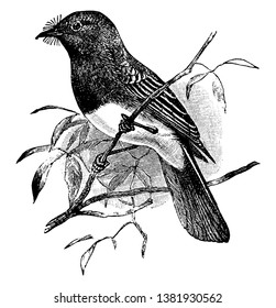 Black Phoebe is a small bird of the Tyrant Flycatcher family, vintage line drawing or engraving illustration.