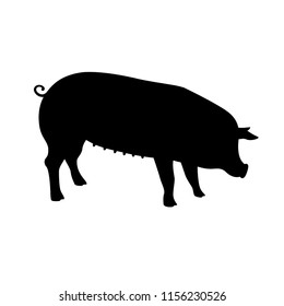 Black pig silhouette. Vector illustration for your cute design. 