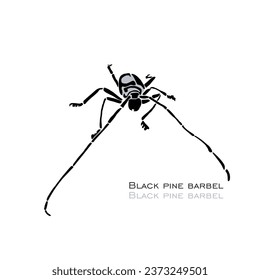 Black pine barbel. Beetle drawing. Vector logo. Hand drawn vector art