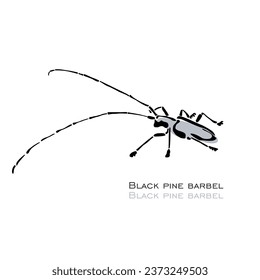 Black pine barbel. Beetle drawing. Vector logo. Hand drawn vector art