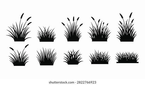 Black pine needles arranged in clusters on a plain white surface