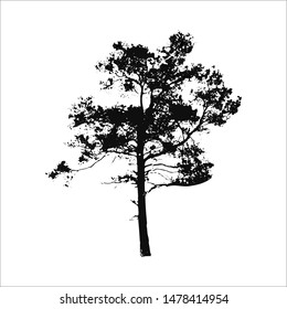 Black pine tree silhouette isolated on white background. Forest nature element. Vector illustration.
