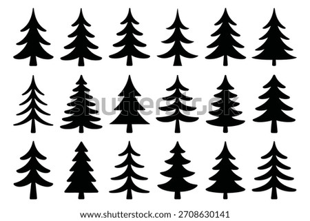 Black pine trees arranged in rows evergreen trees forest