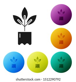 Black Plant in bottle icon isolated on white background. Seed and seedling. Leaves sign. Leaf nature. Set icons colorful circle buttons. Vector Illustration