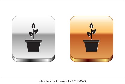 Black Plant in pot icon isolated on white background. Plant growing in a pot. Potted plant sign. Silver-gold square button. Vector Illustration