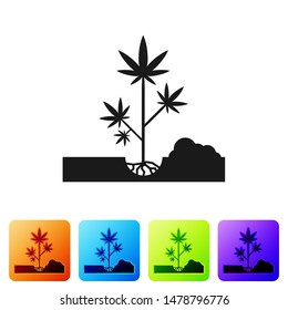 Black Planting Marijuana Or Cannabis Plant In The Ground Icon Isolated On White Background. Marijuana Growing Concept. Hemp Symbol. Set Icons In Color Square Buttons. Vector Illustration