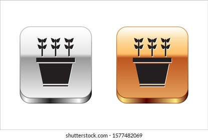 Black Plants in pot icon isolated on white background. Plants growing in a pot. Potted plant sign. Silver-gold square button. Vector Illustration