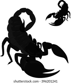 black poisonous scorpion isolated on white with silhouette