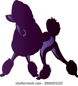 Black poodle walking vector illustration pedigree dog dark violet color with gradient