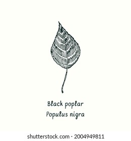 Black poplar (Populus nigra) leaf. Ink black and white doodle drawing in woodcut style.