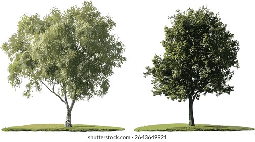 Black poplar Populus nigra and tomentosa tree frontal isolated vector illustration, temperate forest trees, nature background, tree branches, ecological design, environmental art.