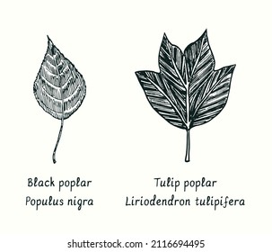 Black poplar (Populus nigra) and Tulip poplar (Liriodendron tulipifera) leaves. Ink black and white doodle drawing in woodcut style.