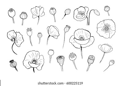 Black poppies isolated on a white background. Poppy doodle seed heads and flower illustration