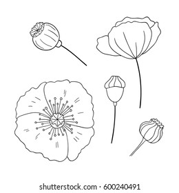 Black poppies isolated on a white background. Poppy doodle seed heads and flower illustration