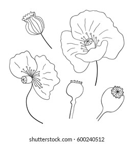 Black poppies isolated on a white background. Poppy doodle seed heads and flower illustration