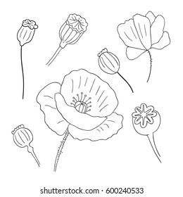 Black poppies isolated on a white background. Poppy doodle seed heads and flower illustration