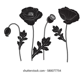 Black poppy set - vector illustration