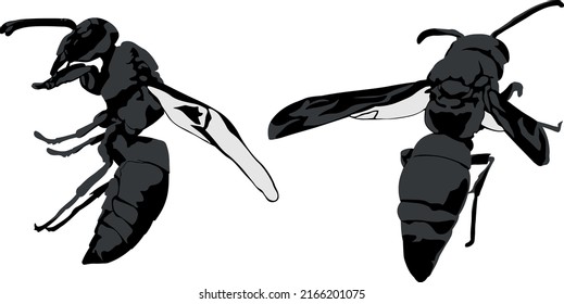 Black Potter Wasp With Color And Line Art