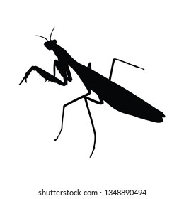 Black praying mantis isolated on white. - Vector