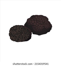 Black precious truffle, flat vector illustration isolated on white background. Collection of mushrooms