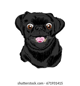 Black pug