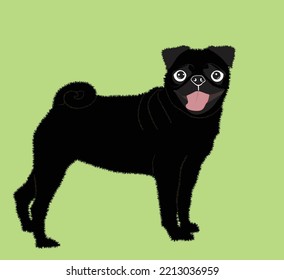 Black Pug dog. Dog healthy silhouette and poses background. Vector illustration. Flat style dogs collection. Cartoon dogs breeds set. Illustration isolated