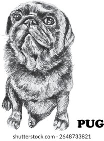 A black pug dog is sitting and looking cute.