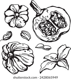 Black pumpkin in vintage style. Hand drawn black illustration.