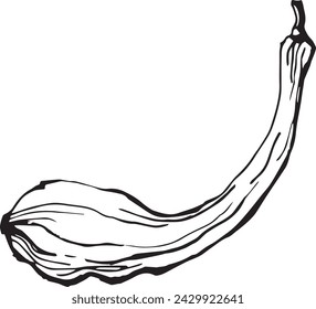 Black pumpkin in vintage style. Hand drawn black illustration.