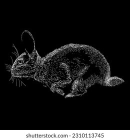 black rabbit hand drawing vector isolated on black background.