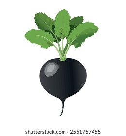 Raíz de rábano negro con hojas verdes frescas perfecto para la preparación única de la cocina vegetal