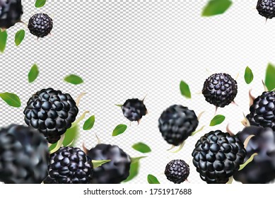 Black raspberry background. Flying black raspberry with green leaf on transparent background.Black raspberry falling from different angles. Motion black raspberry fruits are whole. Vector