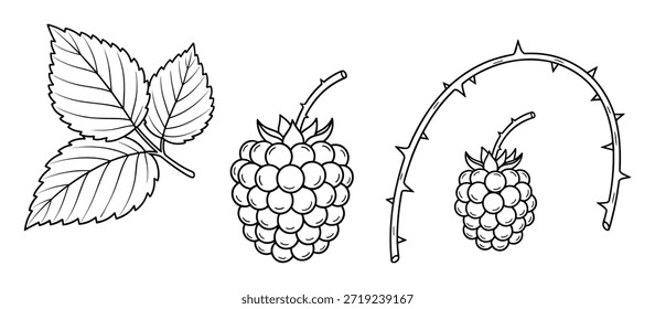 Black raspberry with leaves and branch. Sweet summer berry, food ingredient. Vector illustration in line art style.